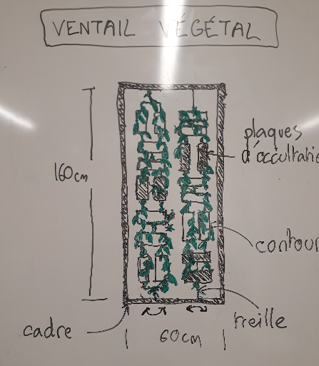 Fichier:Ventail vegetal.png