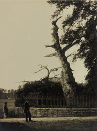 Chêne de Sta-Foix.png